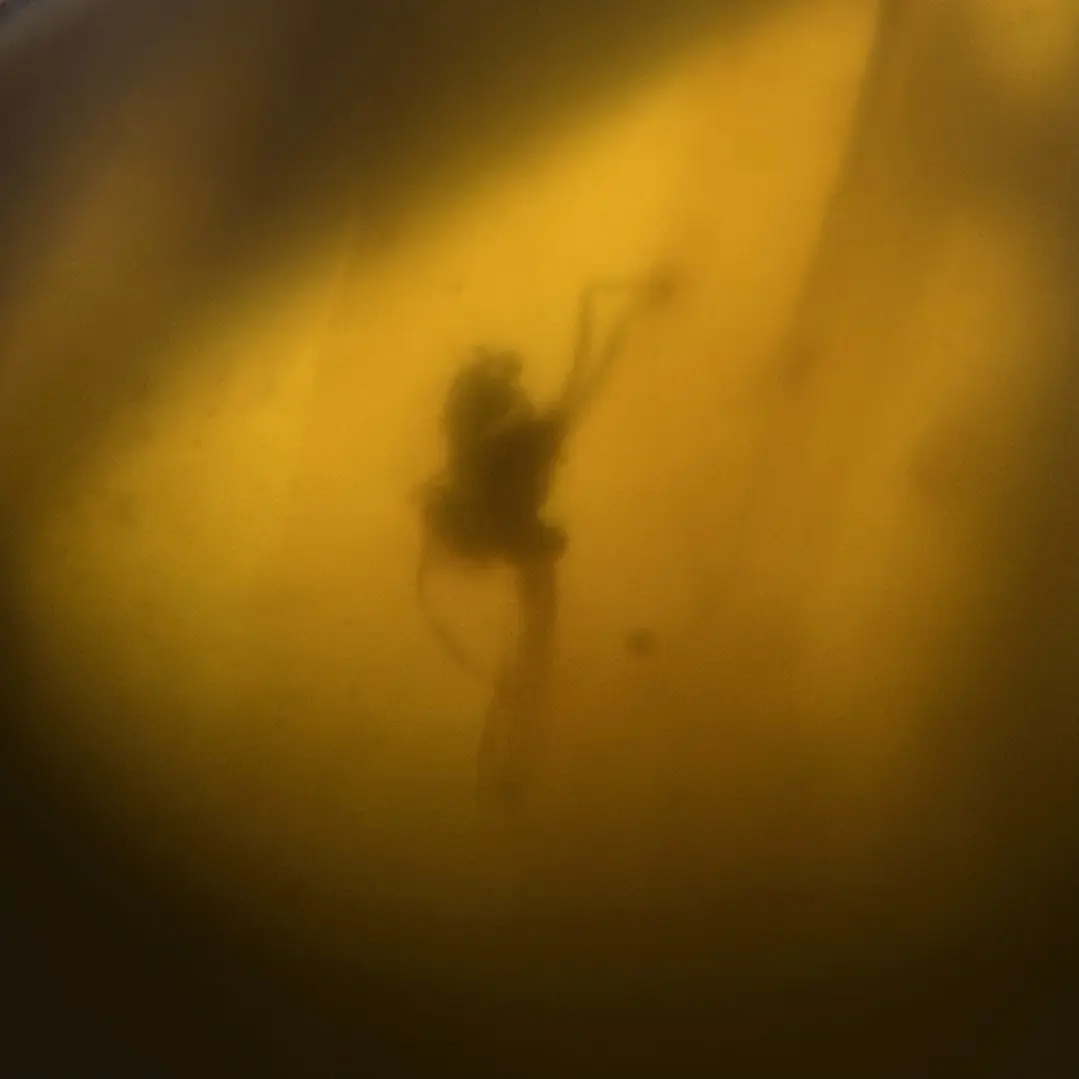 Ámbar con insecto #66 2