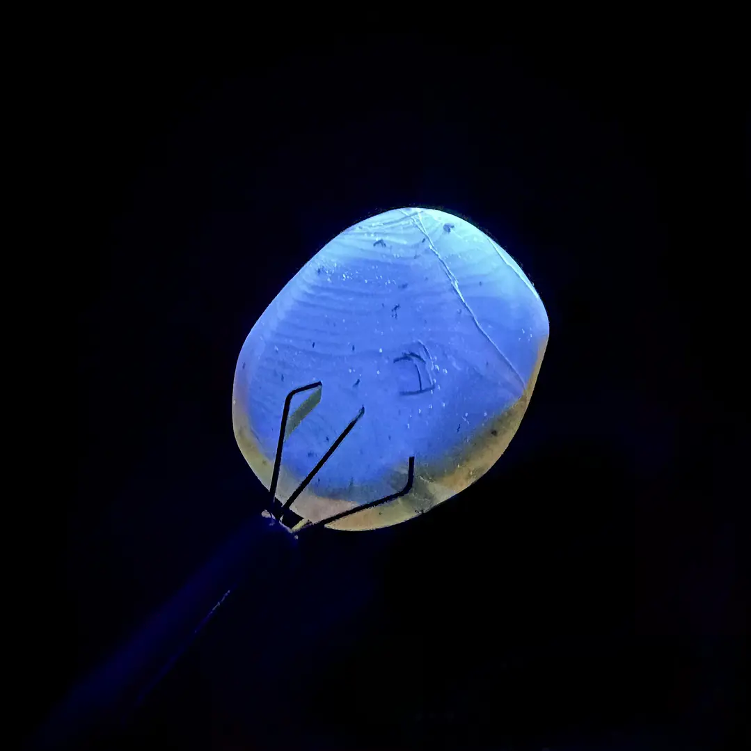Ámbar con insecto #67 11