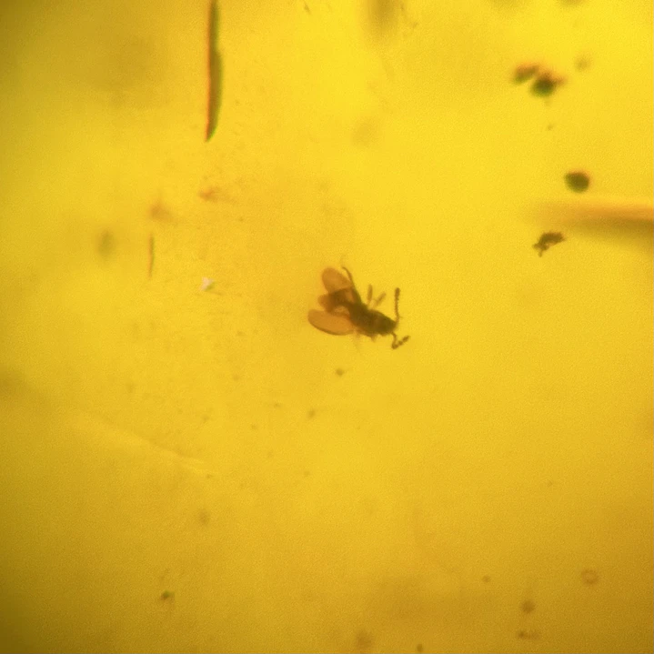 Ámbar con insecto #67 6