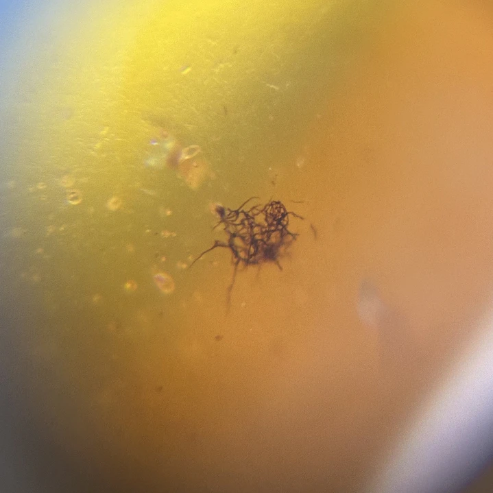 Ámbar con insecto #67 8