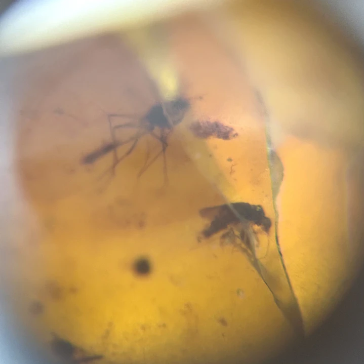 Ámbar con insecto #67 2