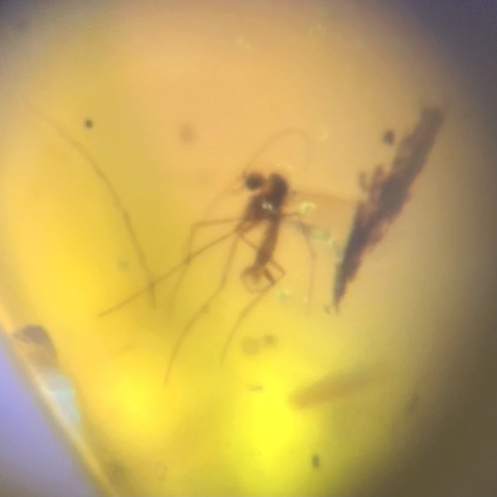 Ámbar con insecto #67 9