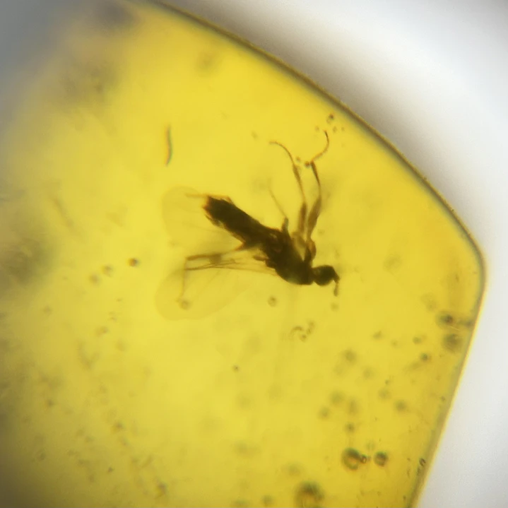 Ámbar con insecto #68 2