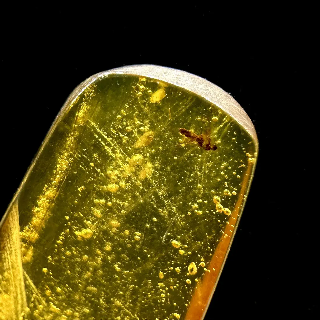 Ámbar con insecto #68 6