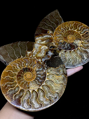 Par Fósiles de Ammonite opalescente #31