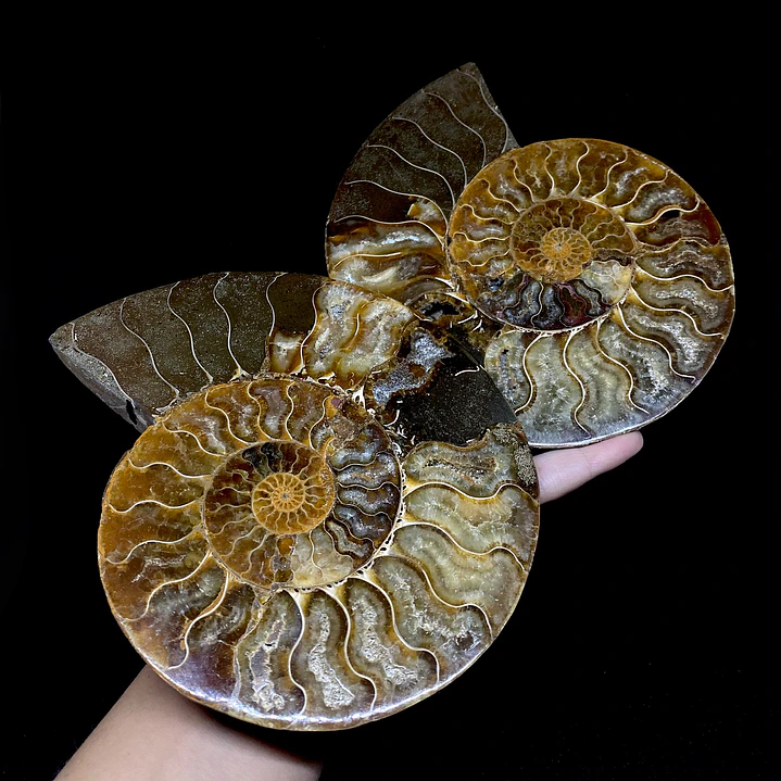 Par Fósiles de Ammonite opalescente #31 1
