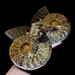 Par Fósiles de Ammonite opalescente #31 - Miniatura 1