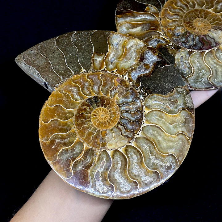 Par Fósiles de Ammonite opalescente #31 3