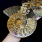 Par Fósiles de Ammonite opalescente #31 - Miniatura 3