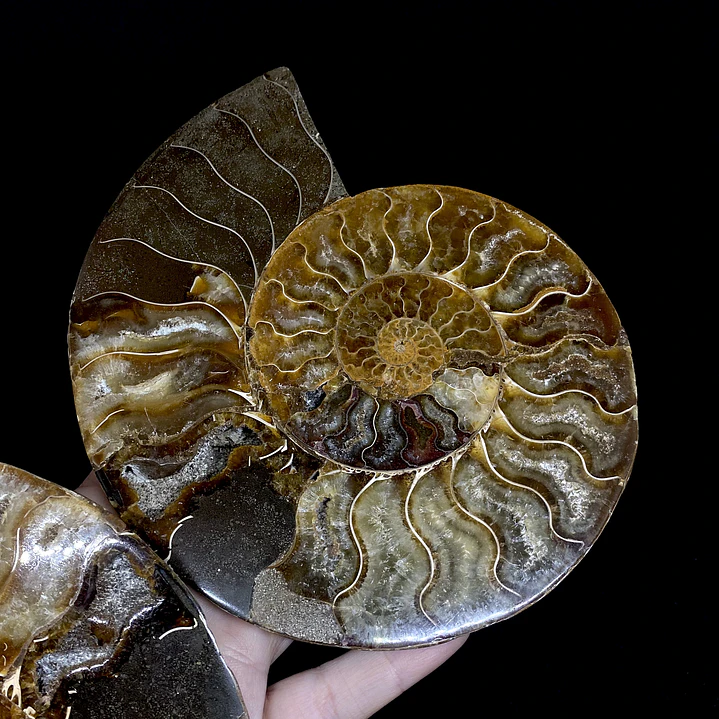 Par Fósiles de Ammonite opalescente #31 4