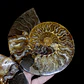Par Fósiles de Ammonite opalescente #31 - Miniatura 4