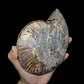 Par Fósiles de Ammonite opalescente #31 - Miniatura 5