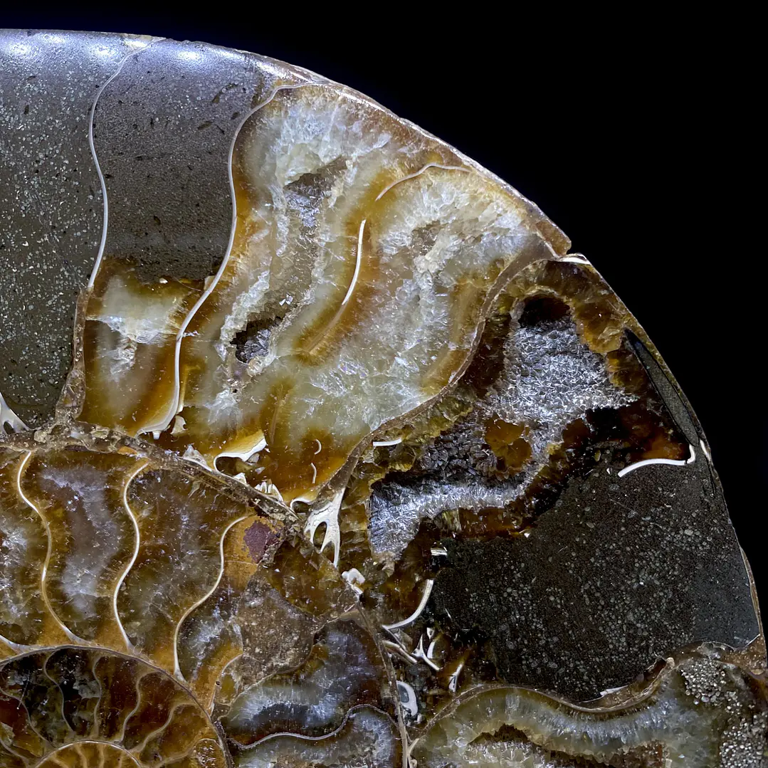 Par Fósiles de Ammonite opalescente #31 6