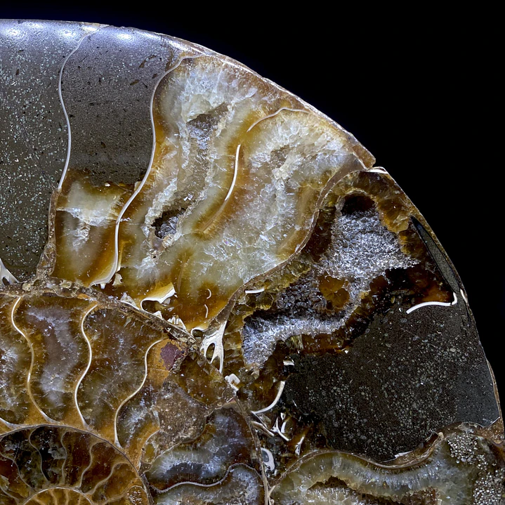 Par Fósiles de Ammonite opalescente #31 6