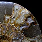 Par Fósiles de Ammonite opalescente #31 - Miniatura 6