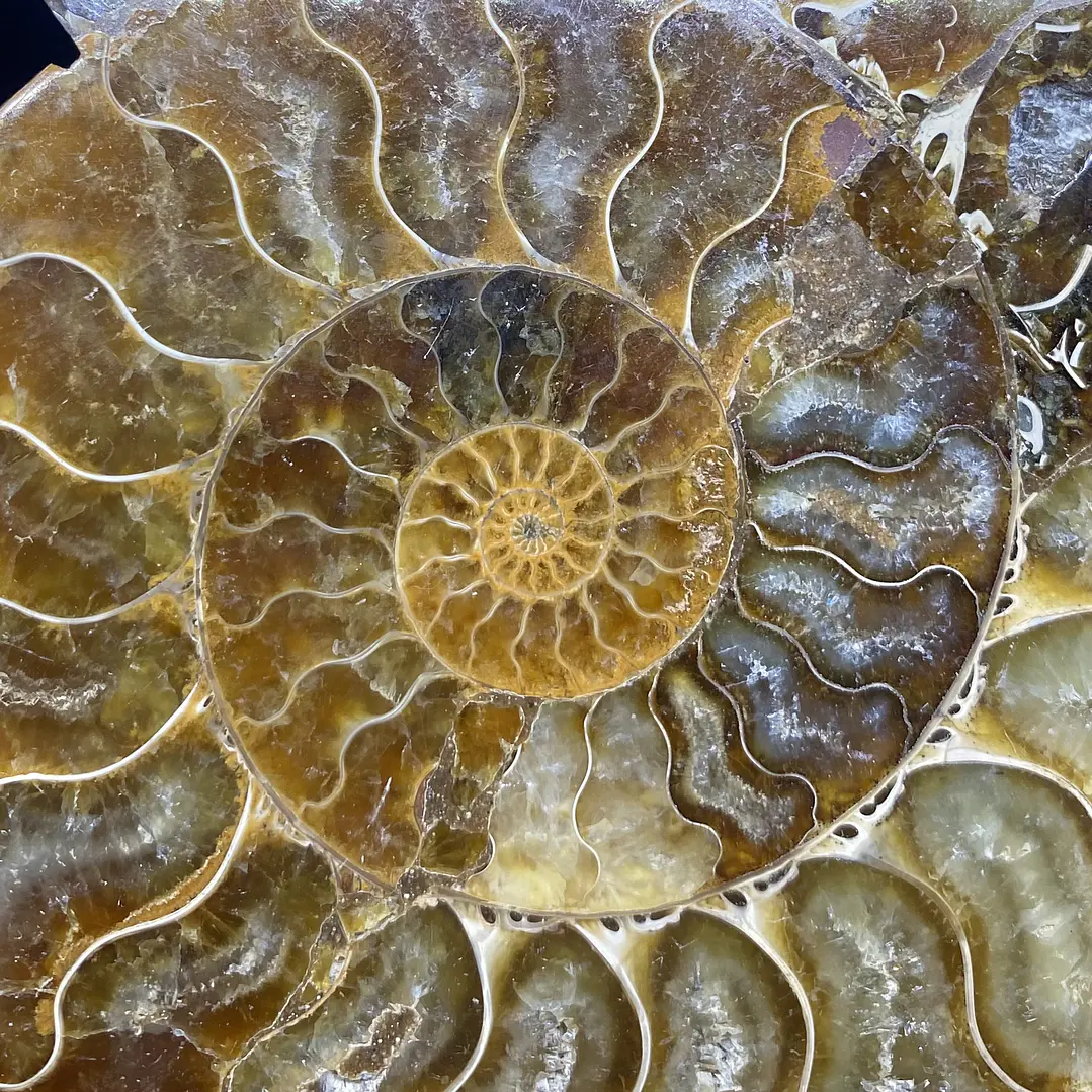 Par Fósiles de Ammonite opalescente #31 2