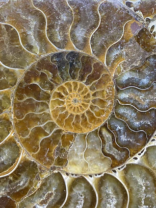 Par Fósiles de Ammonite opalescente #31