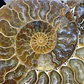Par Fósiles de Ammonite opalescente #31 - Miniatura 2