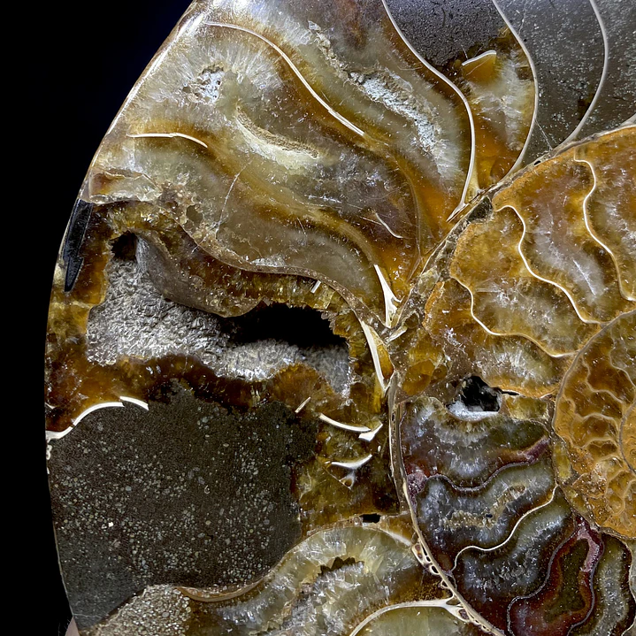 Par Fósiles de Ammonite opalescente #31 7