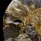 Par Fósiles de Ammonite opalescente #31 - Miniatura 7