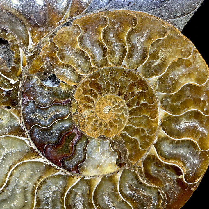 Par Fósiles de Ammonite opalescente #31 8