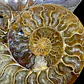 Par Fósiles de Ammonite opalescente #31 - Miniatura 8