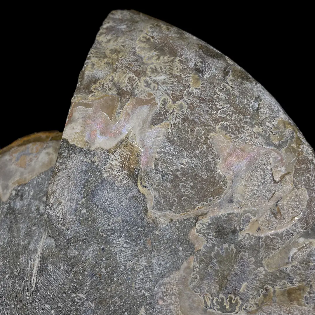 Par Fósiles de Ammonite opalescente #31 9