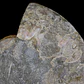 Par Fósiles de Ammonite opalescente #31 - Miniatura 9