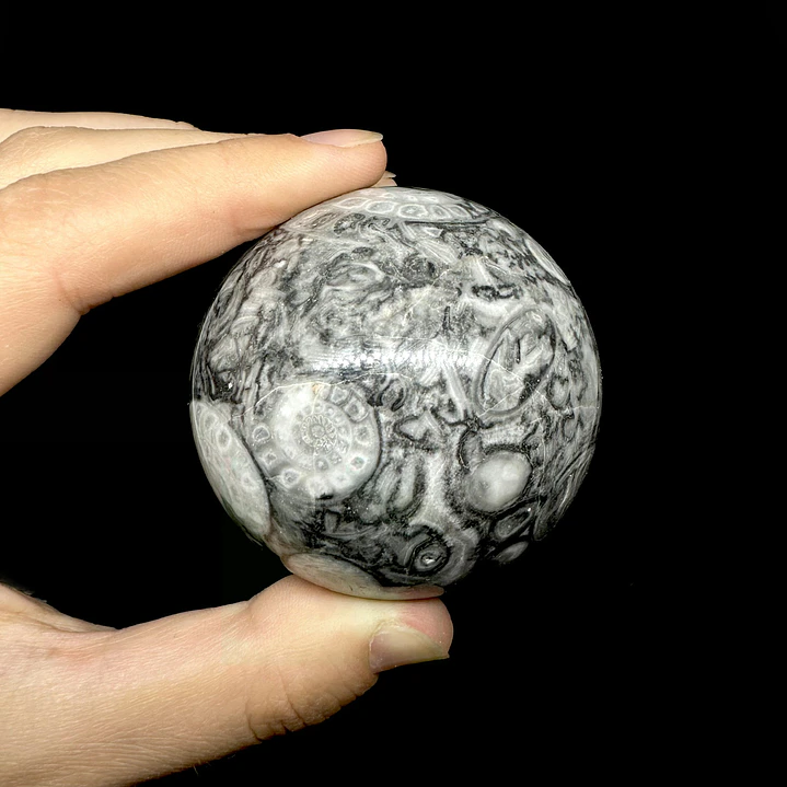 Esfera de Fósiles de Ammonite #2 5