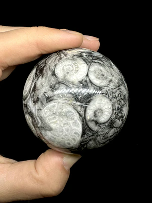 Esfera de Fósiles de Ammonite #2