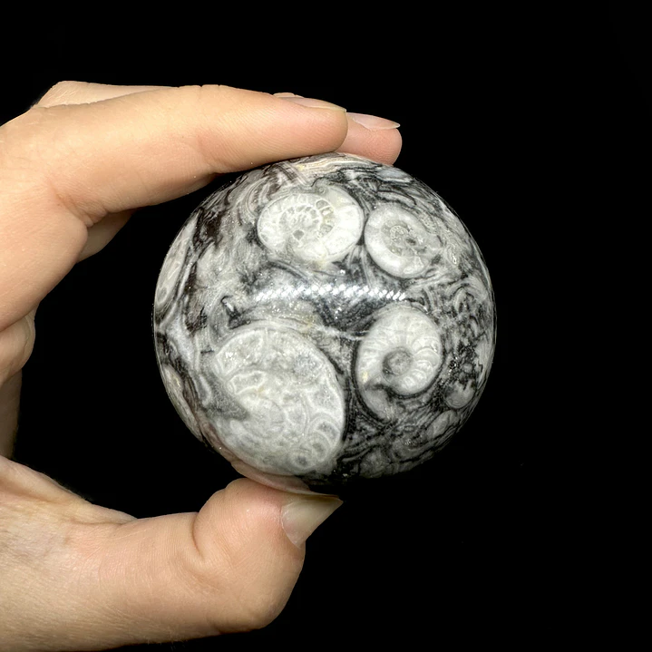 Esfera de Fósiles de Ammonite #2 1