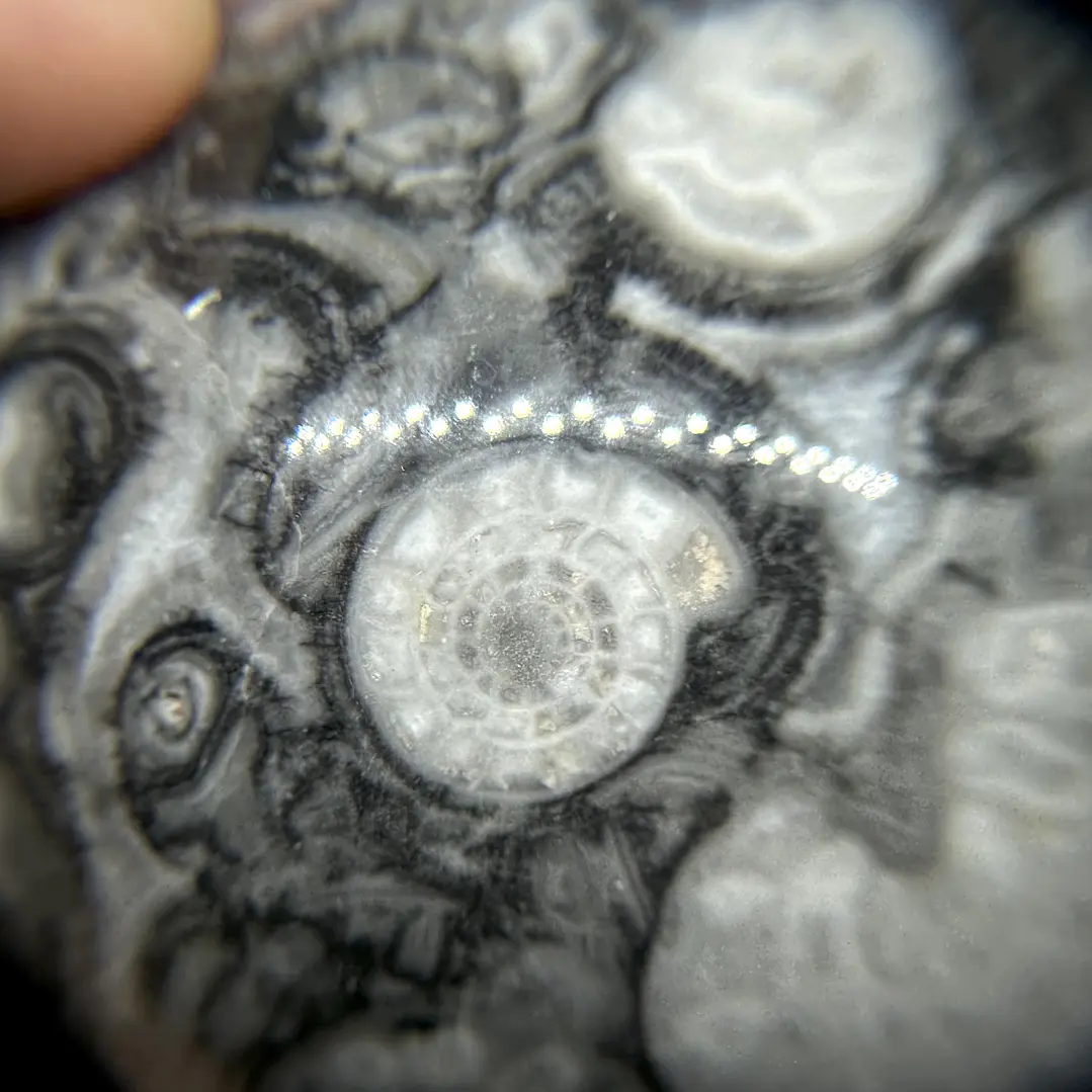 Esfera de Fósiles de Ammonite #2 2
