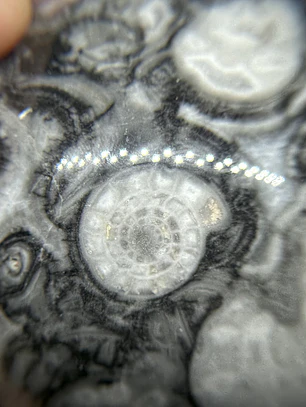 Esfera de Fósiles de Ammonite #2