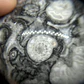 Esfera de Fósiles de Ammonite #2 - Miniatura 2