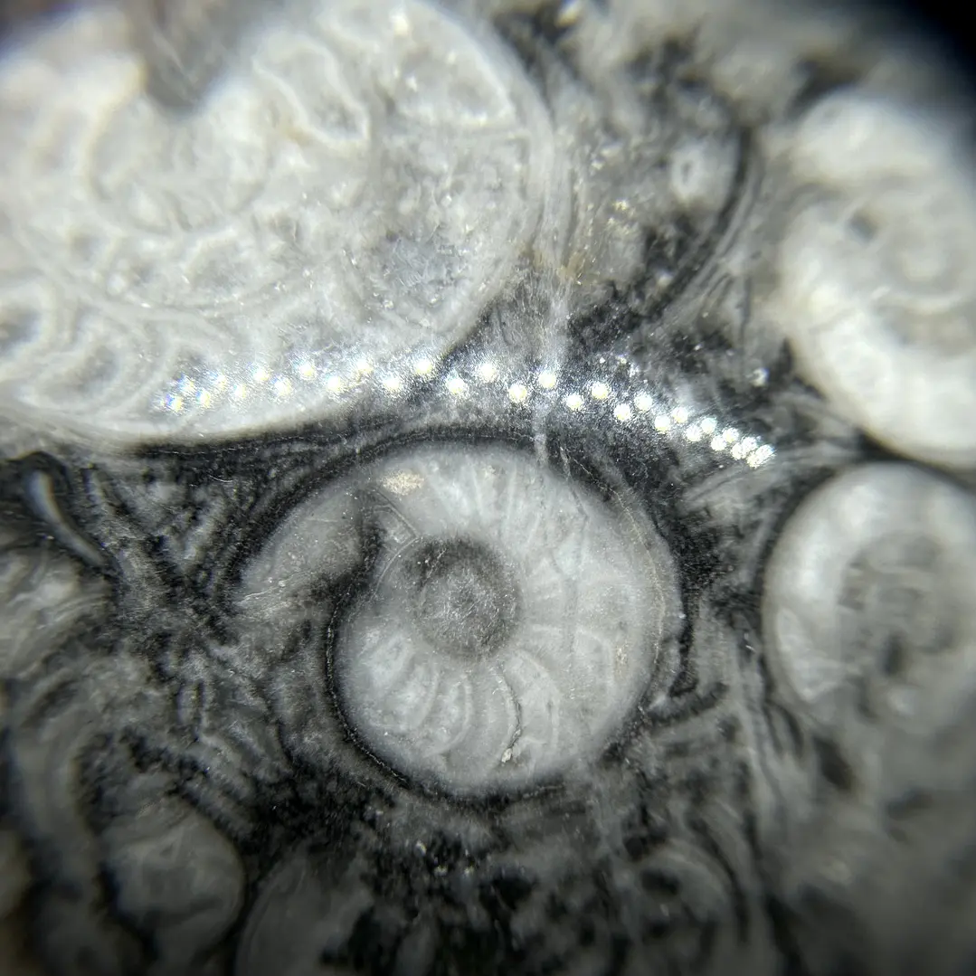 Esfera de Fósiles de Ammonite #2 10