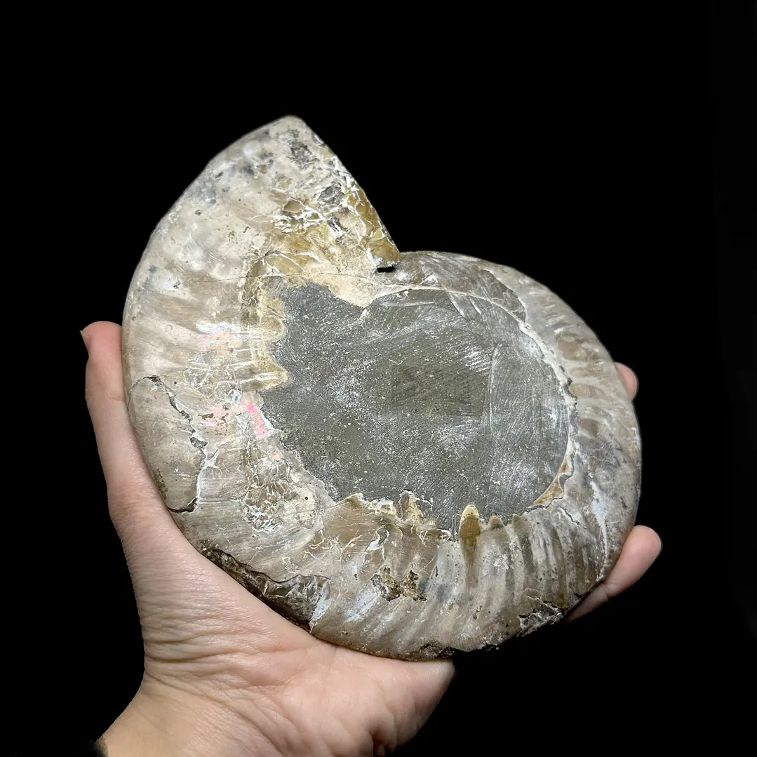 Fósil de Ammonite XL #15 5