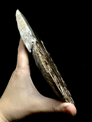 Fósil de Ammonite XL #15
