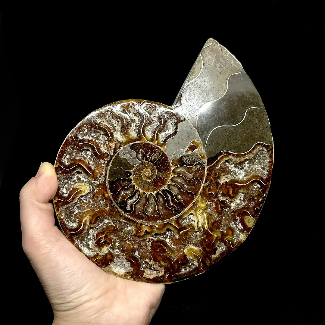Fósil de Ammonite XL #15 1