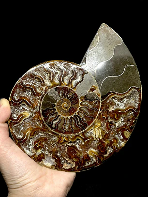 Fósil de Ammonite XL #15