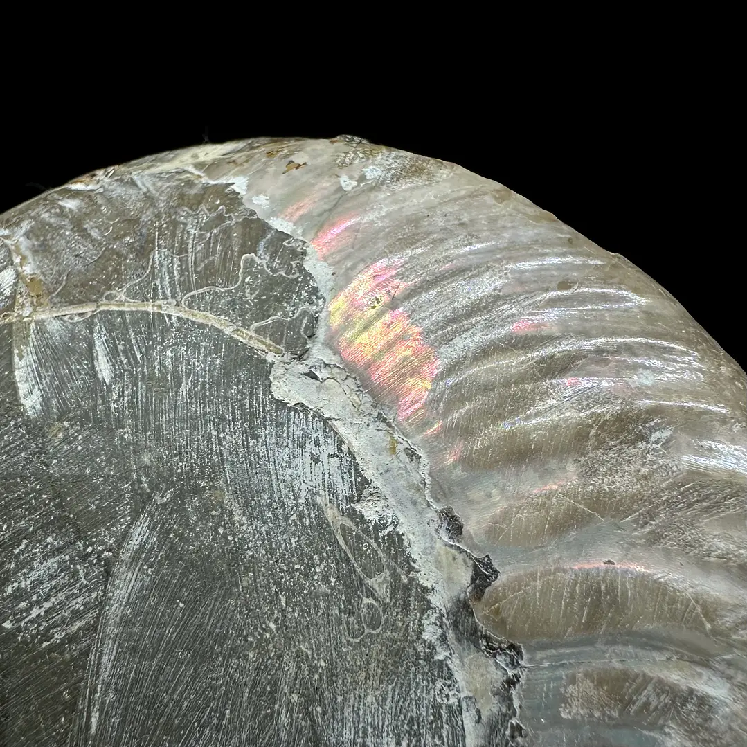 Fósil de Ammonite XL #15 3