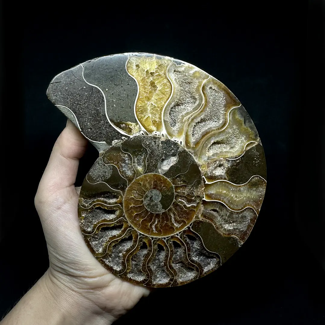 Fósil de Ammonite XL #16 1