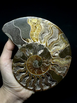 Fósil de Ammonite XL #16