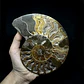 Fósil de Ammonite XL #16 - Miniatura 1