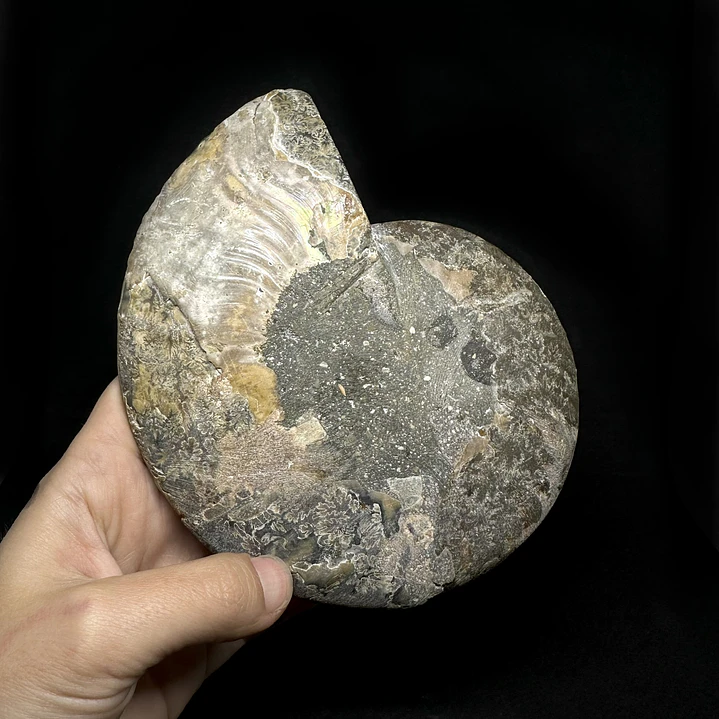 Fósil de Ammonite XL #16 5