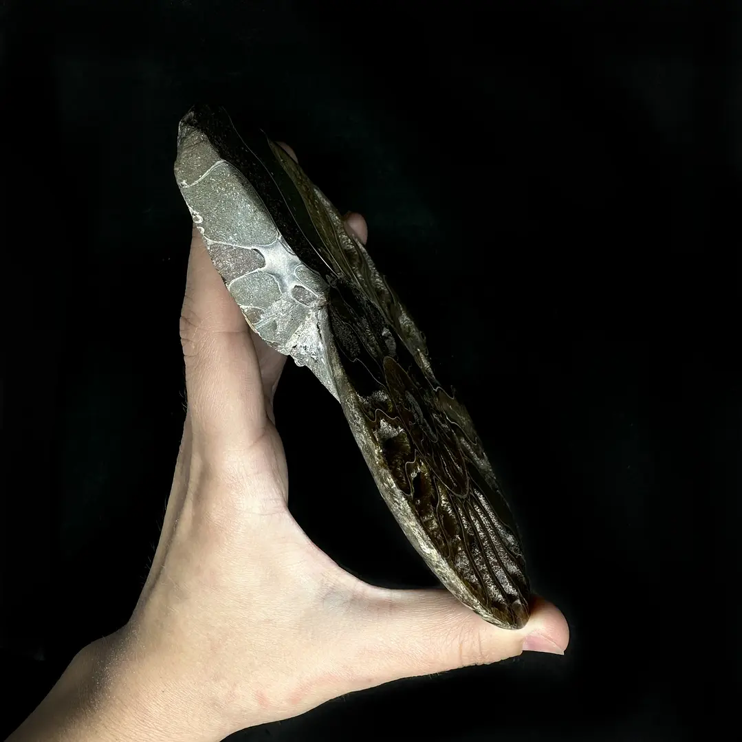 Fósil de Ammonite XL #16 3