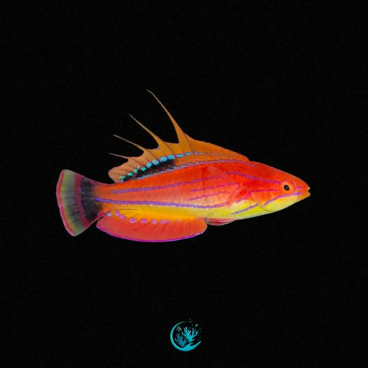 Paracheilinus Mccoskeri 1