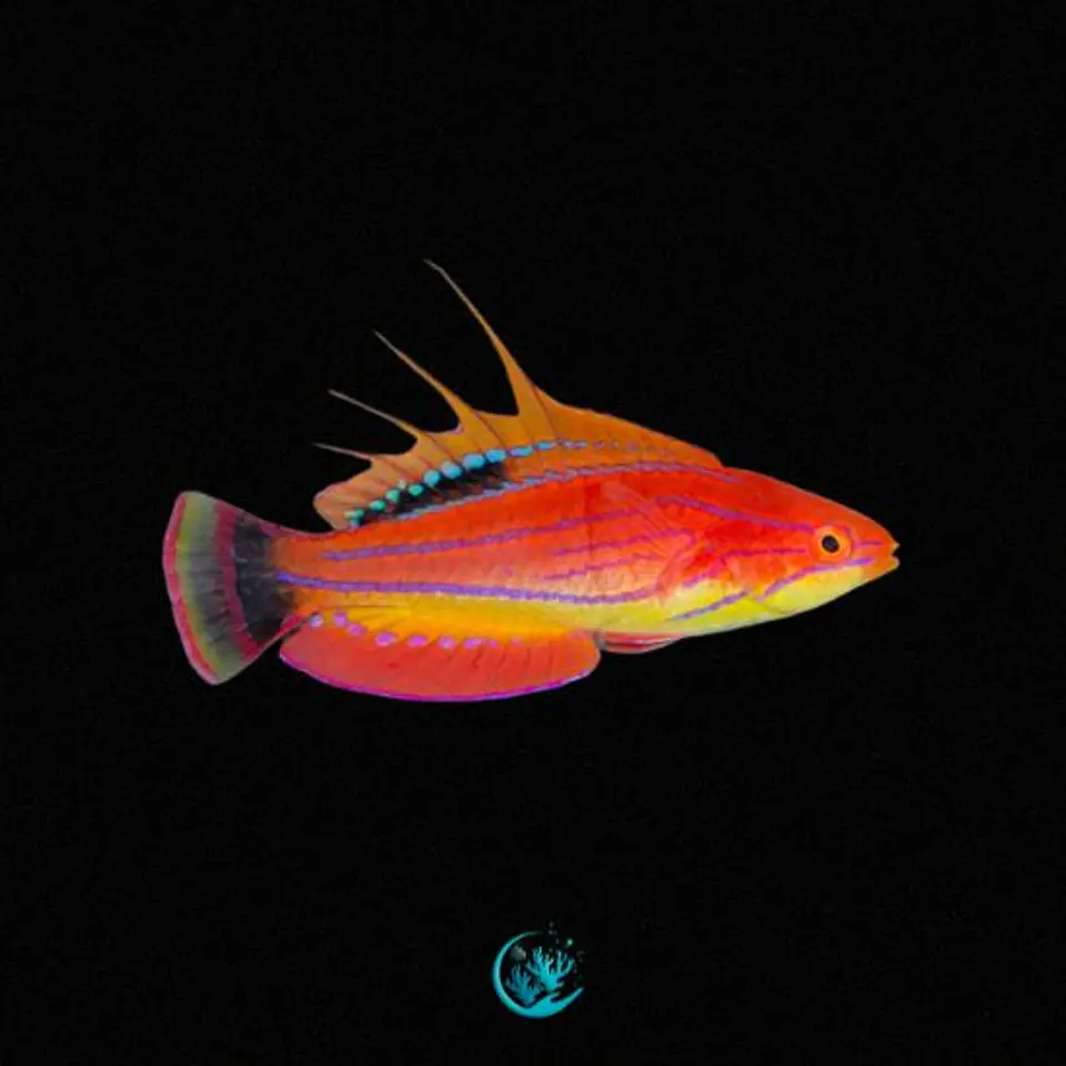 Paracheilinus Mccoskeri 1