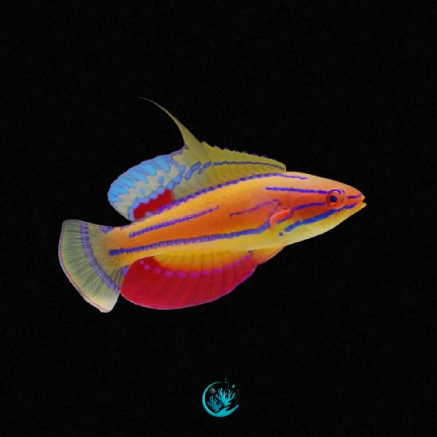 Paracheilinus Carpenterii 1
