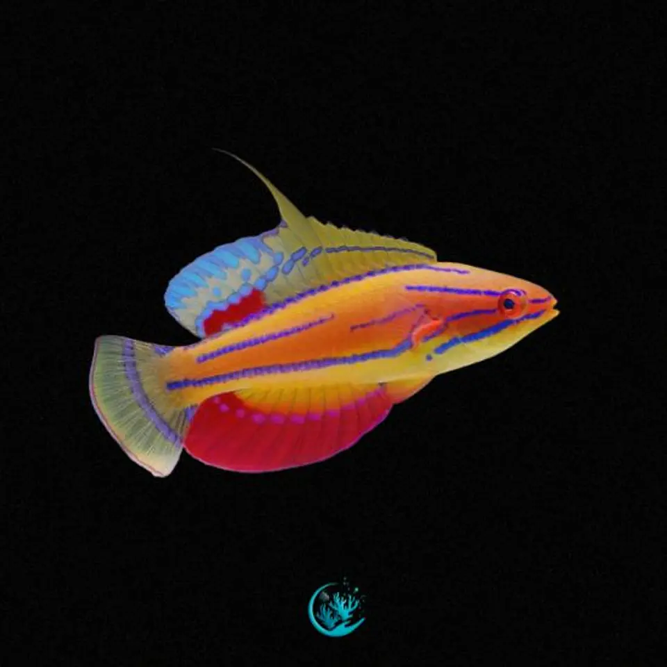 Paracheilinus Carpenterii 1