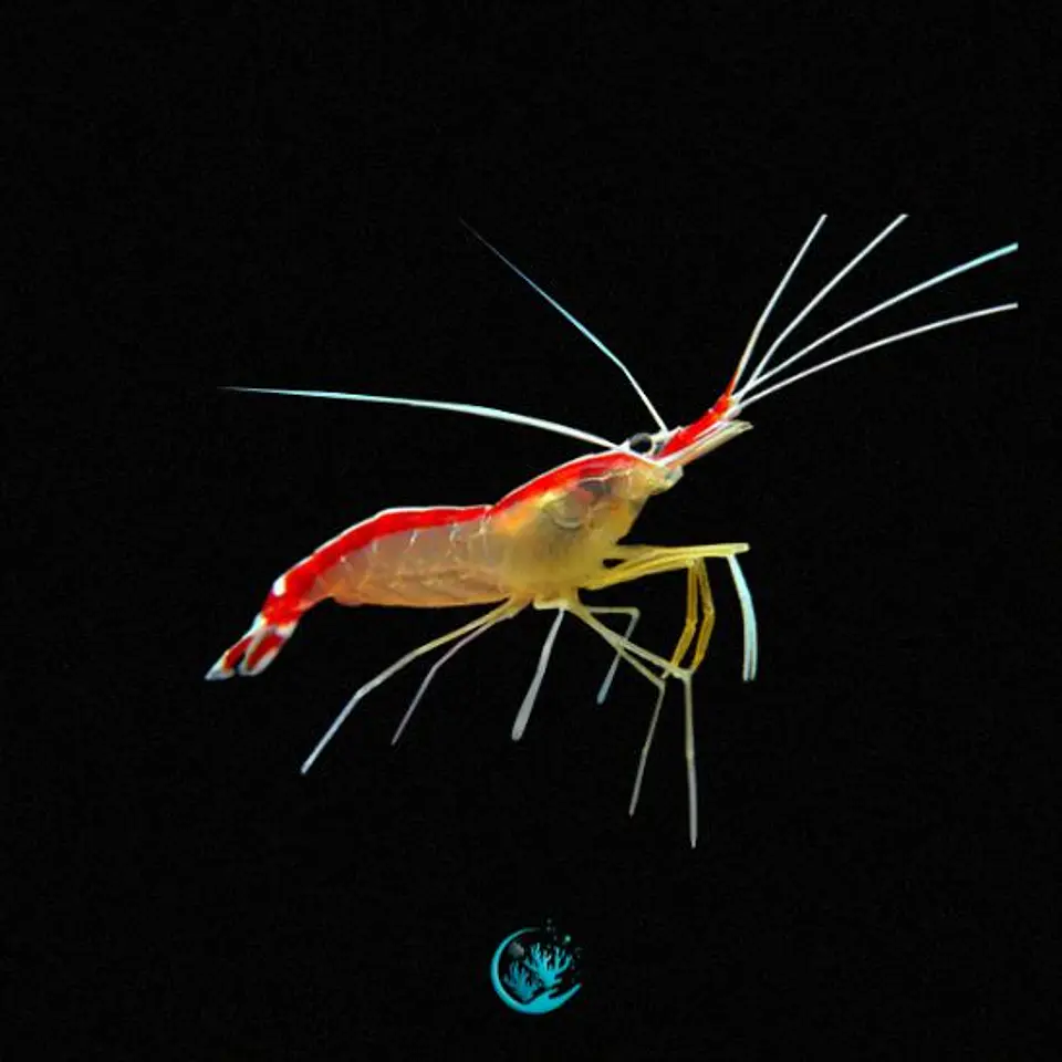 Lysmata Amboinensis 1